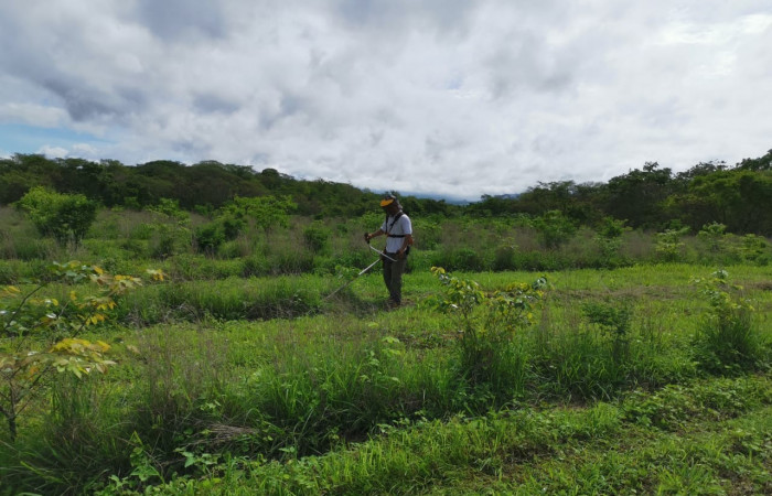 Día del árbol  15 de junio 2020  Foto: Programa Restauración y Silvicultura