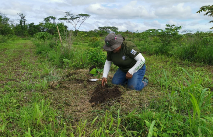 Día del árbol  15 de junio 2020  Foto: Programa Restauración y Silvicultura