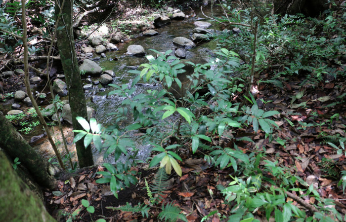 Fig. 11 Planta <i>Ouratea lucens</i> (Ochnaceae), hospedera de la larva <i>Gymnelia jansonis</i>, (Erebidae), Sector Mundo Nuevo. Foto Elieth cantillano. 28 Mayo 2020.