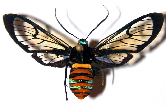 Fig.1 Adulto <i>Gymnelia jansonis</i>, mostrando la parte dorsal. Voucher: 80-SRNP-208-DHJ38414.