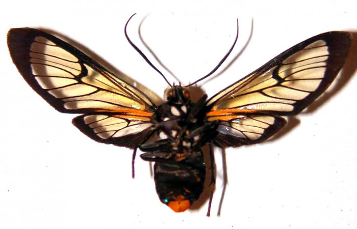 Fig. 2 Adulto <i>Gymnelia jansonis</i>, mostrando la parte ventral. Voucher: 80-SRNP-208-DHJ38415.