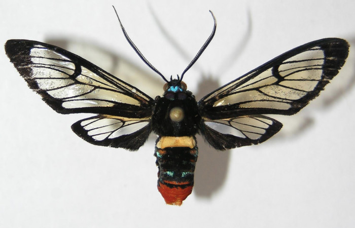 Fig. 3 Adulto <i>Gymnelia jansonis</i>, mostrando la parte dorsal.Voucher: 09-SRNP-21095-DHJ521062.