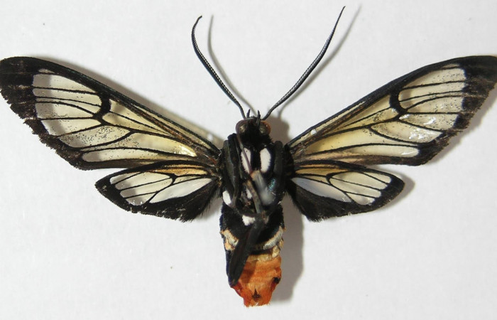 Fig. 4 Adulto <i>Gymnelia jansonis</i>, mostrando la parte ventral.Voucher: 09-SRNP-21095-DHJ521063.