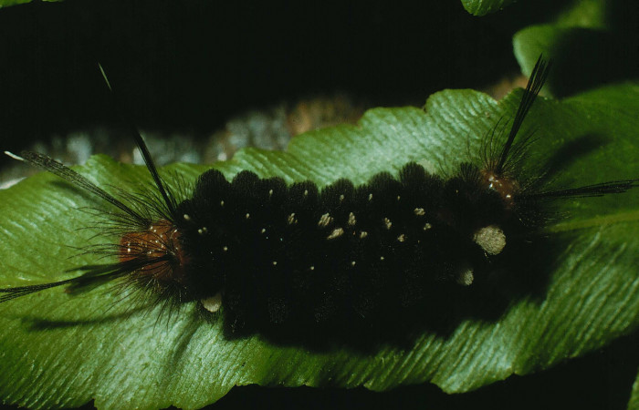 Fig. 5 Larva <i>Gymnelia jansonis</i>, mostrando la parte dorsal entero. Voucher: 95-SRNP-7994-DHJ25289.jpg.
