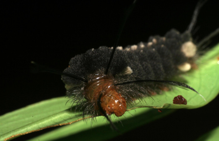 Fig. 7 Larva <i>Gymnelia jansonis</i>, mostrando la parte cabeza. Voucher: 08-SRNP-22894-DHJ445359.jpg.