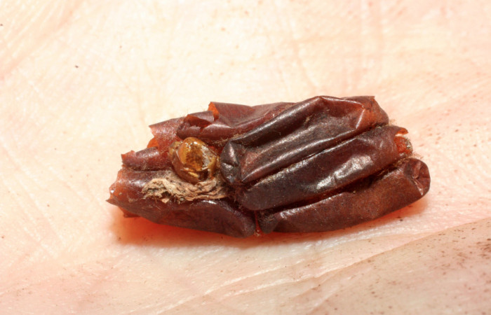 Fig. 9 Capullo de la larva <i>Gymnelia jansonis</i>, adentro parásitos <i>Diradops</i> yoveraDHJ01 familia (Ichneumonidae). Voucher: 07-SRNP-61186-DHJ462120.jpg.