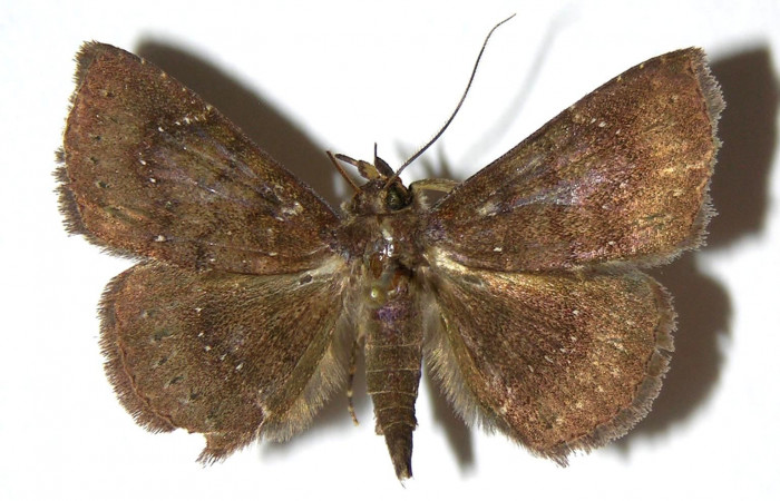 Fig.6 Adulto <i>Antiblemma</i> Poole24  dorsal. Voucher: 05-SRNP-33952-DHJ328574.jpg