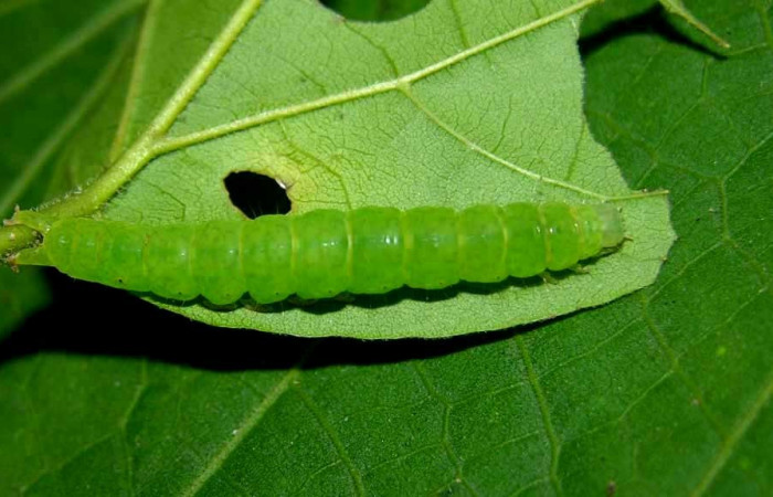 Fig.1 Larva <i>Antiblemma</i> Poole24  en penúltimo estadío mostrando estructura del último segmento, característica del grupo   Voucher: 05-SRNP-33952-DHJ423336.jpg