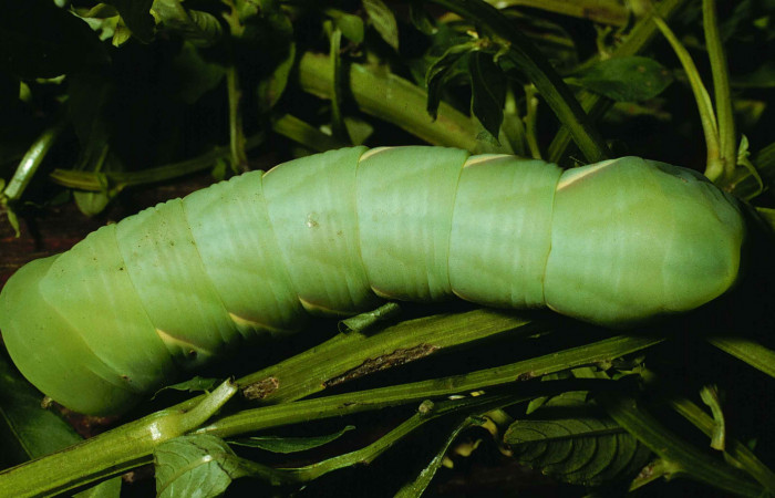 Fig. 07. Larva <i>Eumorpha megaeacus</i> (Sphingidae), último estadío, vista dorsal, 62mm de longitud. Voucher: 98-SRNP-6664-DHJ45988.jpg.
