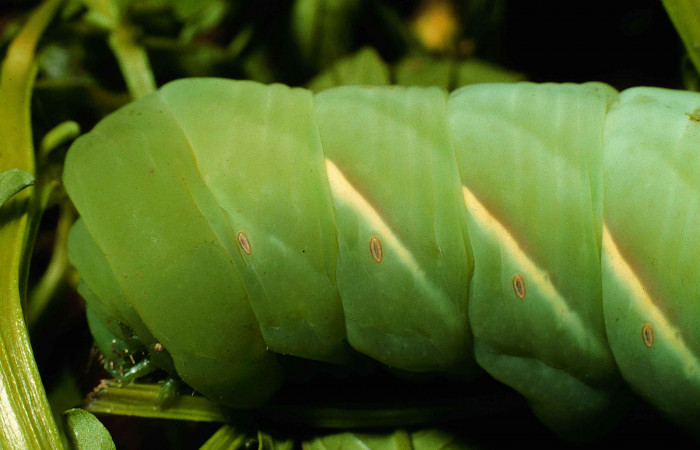 Fig. 08. Larva <i>Eumorpha megaeacus</i> (Sphingidae), último estadío, vista lateral tórax, 62mm de longitud. Voucher: 98-SRNP-6664-DHJ45990.jpg