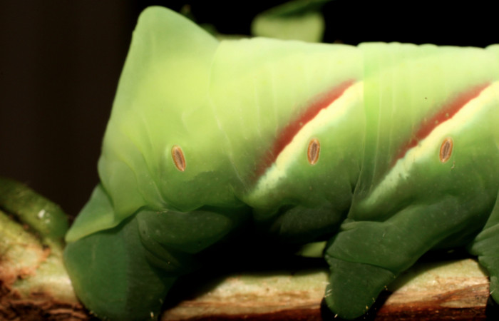 Fig. 09. Larva <i>Eumorpha megaeacus</i> (Sphingidae), último estadío, vista lateral trasero, 70mm de longitud. Voucher: Voucher: 18-SRNP-36053-DHJ734786.jpg