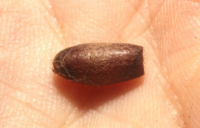 Fig. 10 Parasito <i>Enicospilus liesneri</i>  esto es capullo de  (Ichneumonidae). Voucher: 13-SRNP-21124-DHJ804764.JPG.