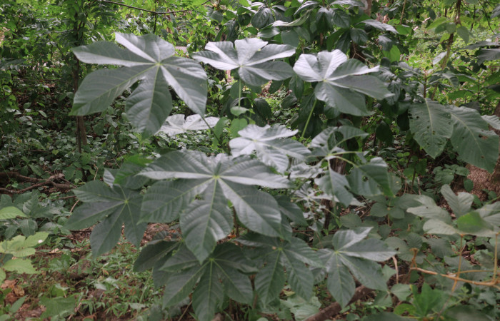 Fig.11 <i>Sterculia apetala</i> (Malvaceae), planta hospedera de <i>Eulepidotis rectimargo</i> (Erebidae), Sector Horizontes, Sector Mundo Nuevo Sendero Aguacate. foto Elieth Cantillano 26 Agosto 2018.
