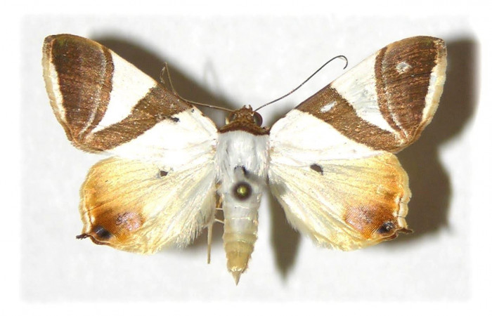  Fig.1 Adulto <i>Eulepidotis rectimargo</i> mostrando la parte dorsal. Voucher: 03-SRNP-13091-DHJ313986.