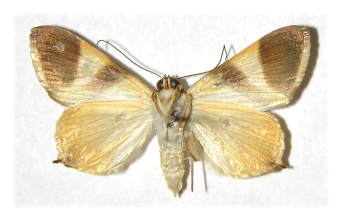  Fig. 2 Adulto <i>Eulepidotis rectimargo</i> mostrando la parte ventral. Voucher: 03-SRNP-13091-DHJ313987.