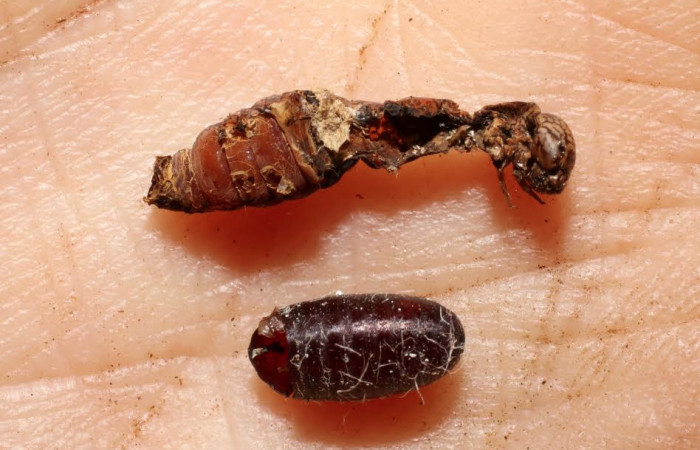 Fig. 7 Parasito <i>Chetogena scutellaris</i>DHJ01, esto es pupa de  (Tachinidae). Voucher: 08-SRNP-13224-DHJ469368.JPG.