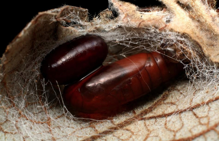 Fig. 8 Parasito <i>Lespesia Wood</i>04, esto es pupa de  (Tachinidae). Voucher: 13-SRNP-21002-DHJ493567.jpg.