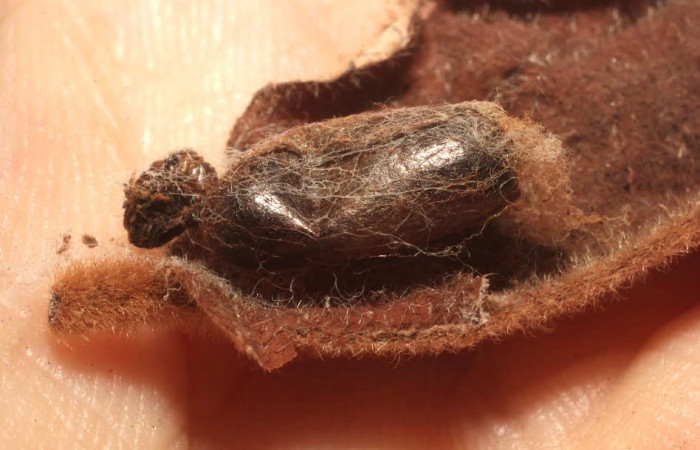 Fig. 9 Parasito <i>Enicospilus liesneri</i>  esto es capullo de  (Ichneumonidae). Voucher: 13-SRNP-21124-DHJ804763.JPG.