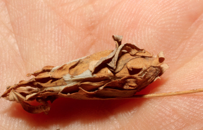 Fig. 4 Capullo <i>Coenipeta bibitrix</i> (Erebidae) . Sendero Mora, Sector Mundo Nuevo, 480 m. 13-SRNP-55430-DHJ804709.jpg.