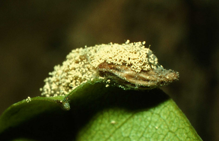 Fig. 6 Capullo de (Braconidae), salió de larva <i>Coenipeta bibitrix</i> (Erebidae), Area Administrativa, Sector Santa Rosa, 295 m. 96-SRNP-1839-DHJ27604.jpg