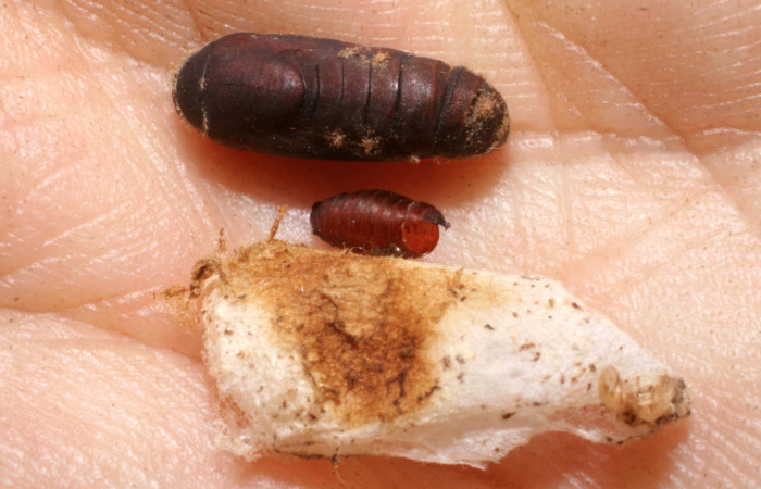 Fig. 7 Capullo abierto con parásito de (Sarcophagidae) <i>Coenipeta bibitrix</i> (Erebidae), Quebrada Trigal, Sector Del Oro, 290 m. 07-SRNP-21462-DHJ448311.jpg