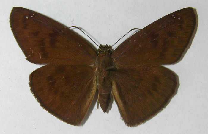 Fig 1. Hembra de <i>Grais stigmatius</i>. Vista dorsal. Voucher: 95-SRNP-9626-DHJ554730.jpg,
52mm de longitud.
