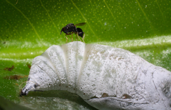 Fig.10. Parásito de <i>Grais stigmaticus</i>. Voucher: 14-SRNP-20733-DHJ710192.jpg.