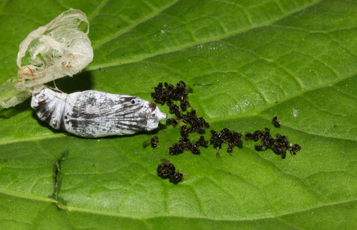 Fig.11. Parásito de <i>Grais stigmaticus</i>. 14-SRNP-20733-DHJ710246.jpg