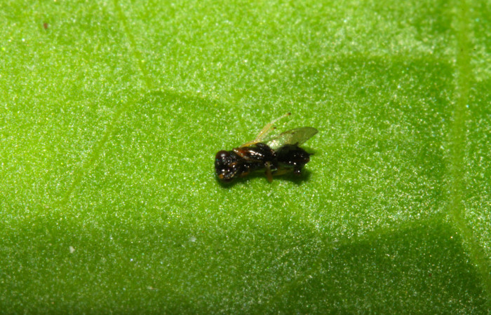 Fig.12. Parásito de <i>Grais stigmaticus</i>. 14-SRNP-20733-DHJ710245.jpg.