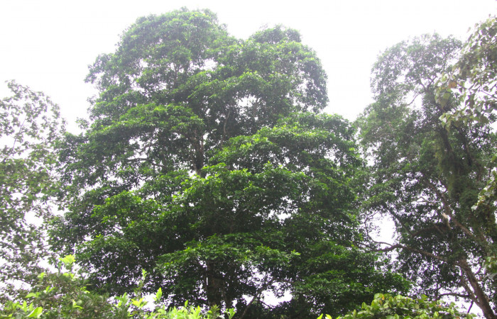 Fig.13. Copa de árbol de <i>Esenbeckia pentaphylla</i> (Rutaceae), planta hospedera de <i>Grais stigmaticus</i>.