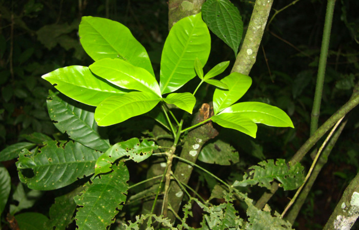 Fig.14. Arbol juvenil de <i>Esenbeckia pentaphylla</i> (Rutaceae), planta hospedera de <i>Grais stigmaticus</i>.