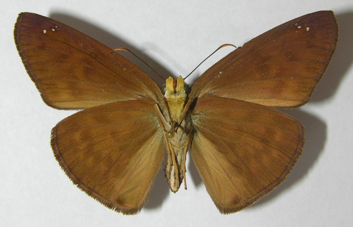 Fig 2. Hembra de <i>Grais stigmatius</i>. Vista ventral. Voucher: 95-SRNP-9626-DHJ554731.jpg, 52mm de longitud.