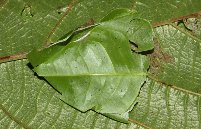 Fig.3. Casa de larva de <i>Grais stigmaticus</i>. Voucher: 13-SRNP-30368-DHJ700535.jpg.