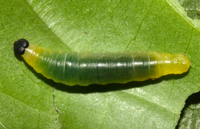Fig.4. Larva de <i>Grais stigmaticus</i>. Voucher: 13-SRNP-30370-DHJ700544.jpg. 21mm.