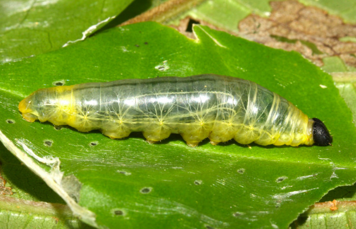 Fig.5. Larva de <i>Grais stigmaticus</i>. Voucher: 13-SRNP-30368-DHJ700536.jpg. 37mm.