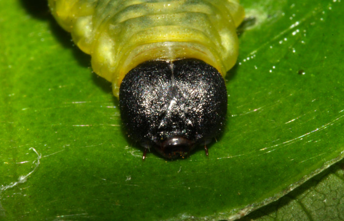 Fig.6. Cabeza de <i>Grais stigmaticus</i>. Voucher: 13-SRNP-30368-DHJ700538.jpg. 37mm.