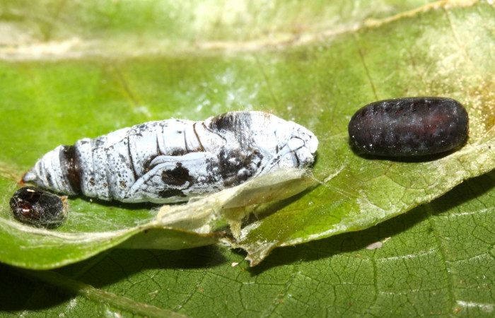 Fig.7. Pupa de <i>Grais stigmaticus</i>. Voucher: 13-SRNP-30367-DHJ700534.jpg. 17mm.