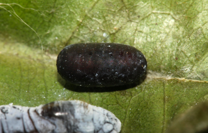 Fig. 8. Parásito de <i>Grais stigmaticus</i>. Voucher: 13-SRNP-30367-DHJ700532.jpg. 17mm.