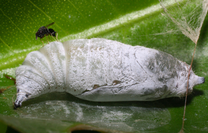 Fig.9. Parásito de <i>Grais stigmaticus</i>. Voucher: 14-SRNP-20733-DHJ710191.jpg.