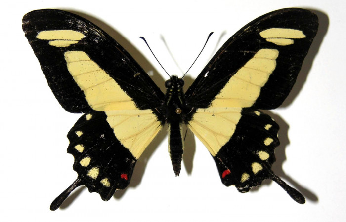 Fig.1. Macho de <i>Heraclides tolmides</i> vista dosal. 69mm de longitud. Voucher: 03-SRNP-20156-DHJ97366. 