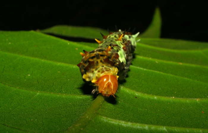 Fig.10. Larva de <i>Heraclides tolmides</i> en último estadio, 45mm de longitud, vista frontal. Voucher: 05-SRNP-33274-DHJ405712.jpg.