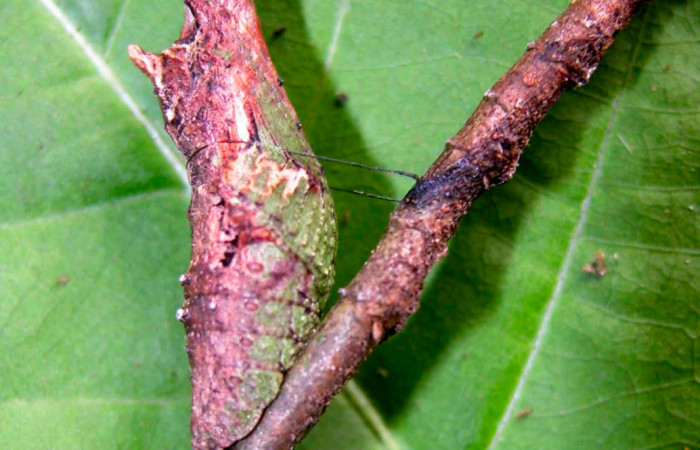 Fig.11. Pupa de <i>Heraclides tolmides</i>, 28mm de longitud. Voucher: 03-SRNP-20922-DHJ91219.jpg.
