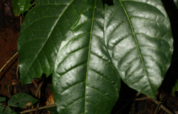 Fig.14. Hoja de <i>Angostura granulosa</i> (Rutaceae), planta hospedera de <i>Heraclides tolmides</i>.