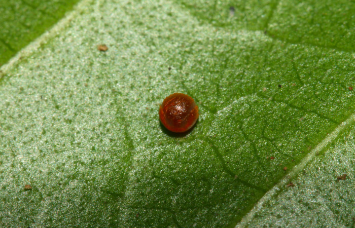 Fig.5. Huevo de <i>Heraclides tolmides</i>. 1mm de longitud. Voucher: 13-SRNP-31274-DHJ701414.jpg.