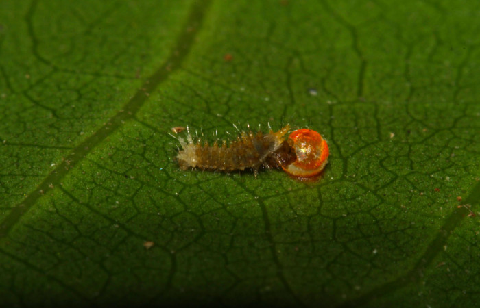 Fig.6. Larva de <i>Heraclides tolmides</i> en primer estadío. 3mm longitud. Voucher: 13-SRNP-31274-DHJ701417.jpg.