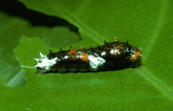 Fig.7.  Larva de <i>Heraclides tolmides</i> en penúltimo estadio 19mm de longitud, vista lateral. Voucher: 03-SRNP-20276-DHJ77318.jpg. 
