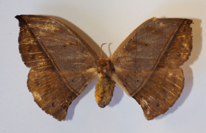 Fig.11   Adulto <i>Oxytenis vanricana</i> vista dorsal, hembra, Voucher: 13-SRNP-31314-DHJ586980.jpg