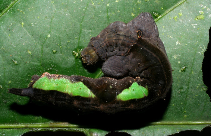 Fig.1 larva <i>Oxytenis vanricana</i>, último estadio,  vista cuerpo dorsal.  Voucher.  06-SRNP-34727-DHJ425469.jpg