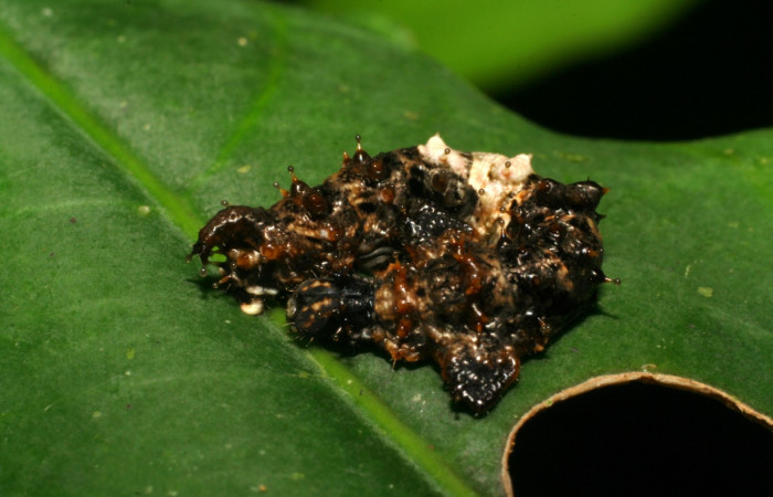 Fig: 2  Larva <i>Oxytenis vanricana</i> vista dorsal tercer estadio.  Voucher: 07-SRNP-32599-DHJ421670.jpg.