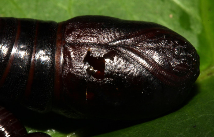 Fig. 6  Pupa <i>Oxytenis vanricana</i> vista semidorsal.  Voucher: 13-SRNP-31503-DHJ701820.jpg